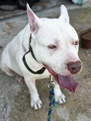 Found/Stray Male Dog last seen Nolan St and Ralwood Ln, Palm Bay, FL 32907