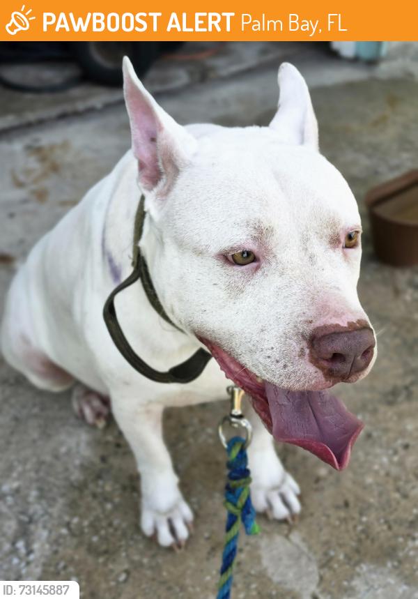 Found/Stray Male Dog last seen Nolan St and Ralwood Ln, Palm Bay, FL 32907