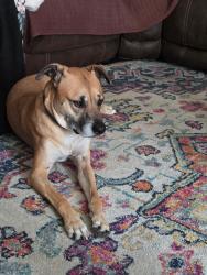 Reunited Male Dog last seen hayes elementary, Katy, TX 77450