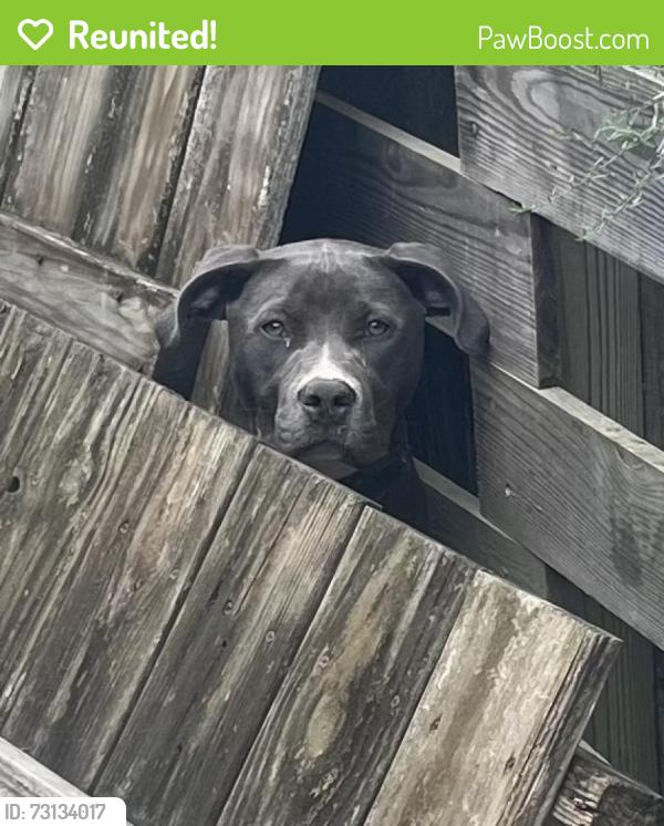 Reunited Unknown Dog last seen Teakwood Rd / Hembywood Rd., Indian Trail, NC 28079