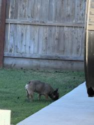 Found/Stray Male Dog last seen Benmaddox, Visalia, CA 93292