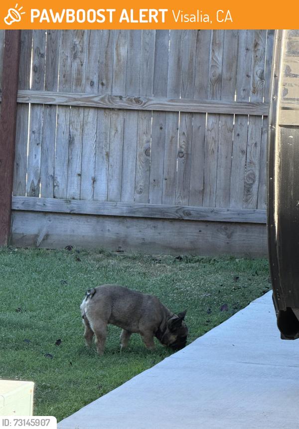 Found/Stray Male Dog last seen Benmaddox, Visalia, CA 93292