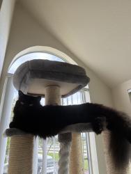 Reunited Male Cat last seen Near Timberhead Ln, Foster City, Ca, San Mateo, CA 94404