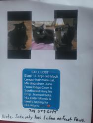 Lost Male Cat last seen Anywhere between Southwest Highway & 115th, Worth, IL 60482