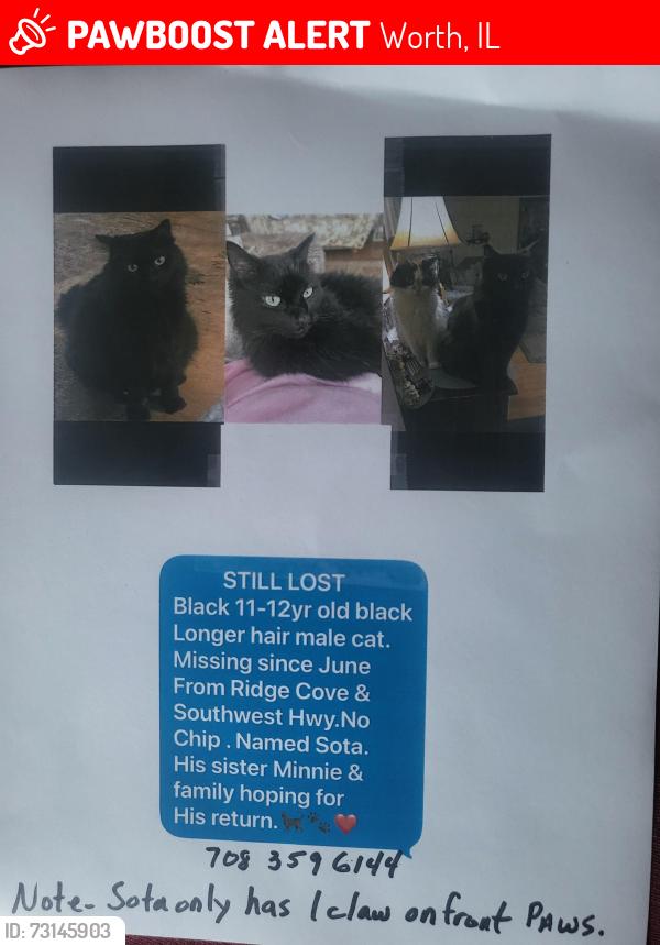 Lost Male Cat last seen Anywhere between Southwest Highway & 115th, Worth, IL 60482