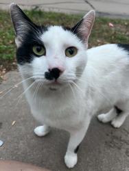 Lost Male Cat last seen Fairmount Park, Wichita, KS 67208