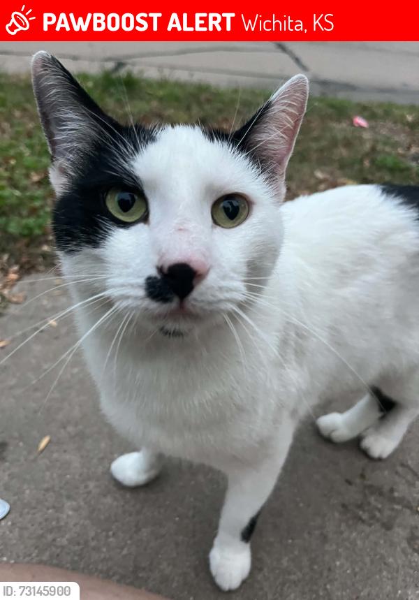 Lost Male Cat last seen Fairmount Park, Wichita, KS 67208