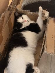Lost Male Cat last seen on pearl in between ridge and snow, Parma, OH 44129