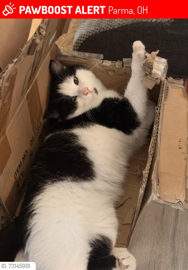 Lost Male Cat last seen on pearl in between ridge and snow, Parma, OH 44129