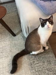 Reunited Male Cat last seen The Haywood, Austin, TX 78748