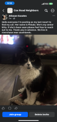 Lost Female Cat last seen Southlands / Riverchase dr, Woodstock, GA 30188
