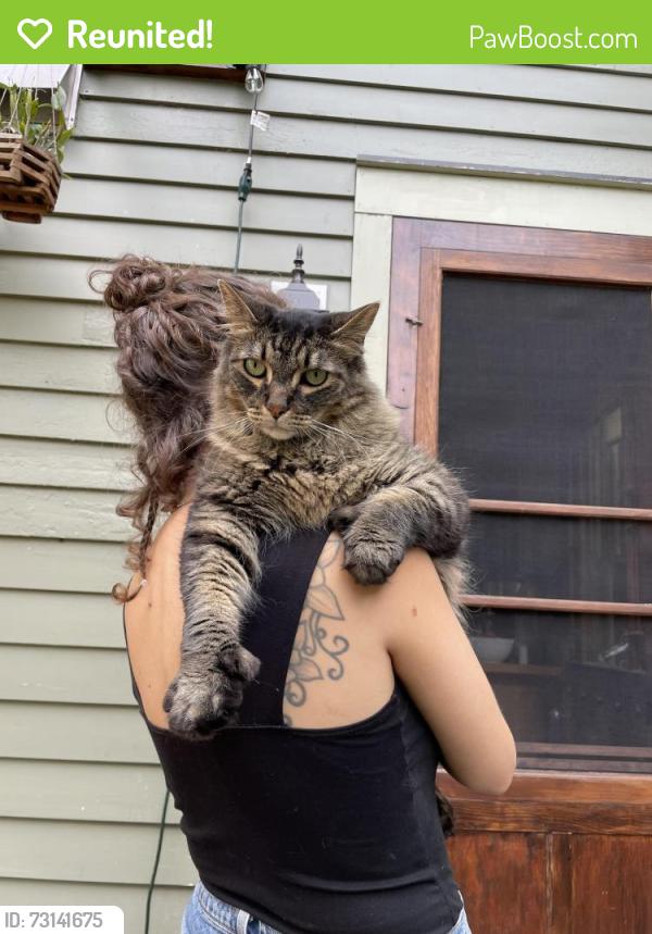 Reunited Male Cat last seen Randal and John, Cleveland, OH 44113