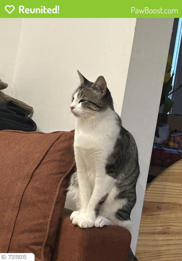 Reunited Female Cat last seen Near 3rd st west Des Moines, West Des Moines, IA 50265