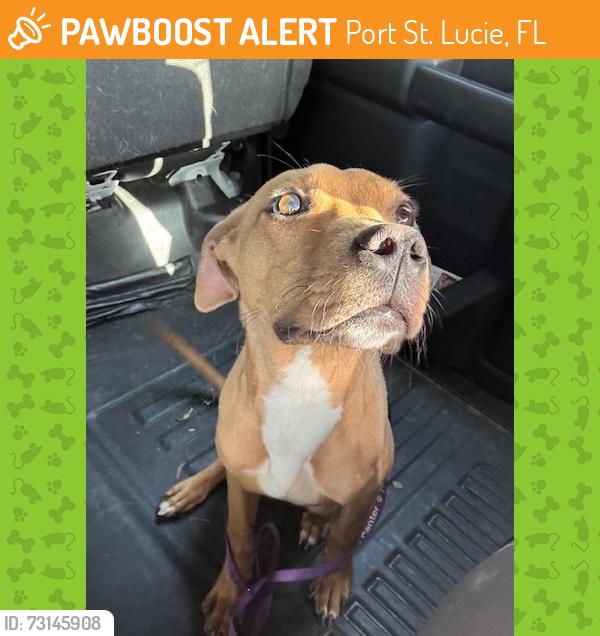 Found/Stray Male Dog last seen Port St. Lucie, Port St. Lucie, FL 34986