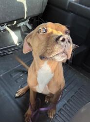 Found/Stray Male Dog last seen Port St. Lucie, Port St. Lucie, FL 34986