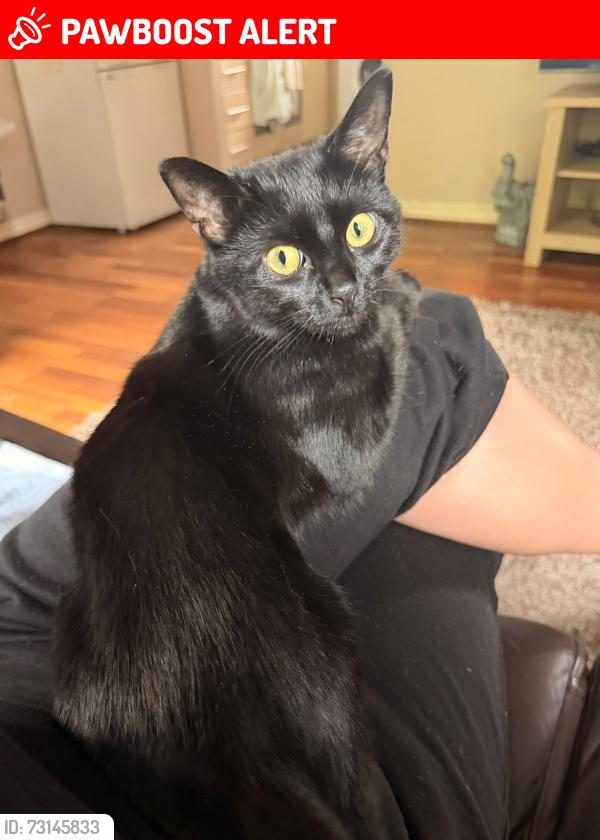 Lost Female Cat last seen Pie factory, West Midlands, England DY4 9SU