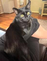 Lost Female Cat last seen Pie factory, West Midlands, England DY4 9SU