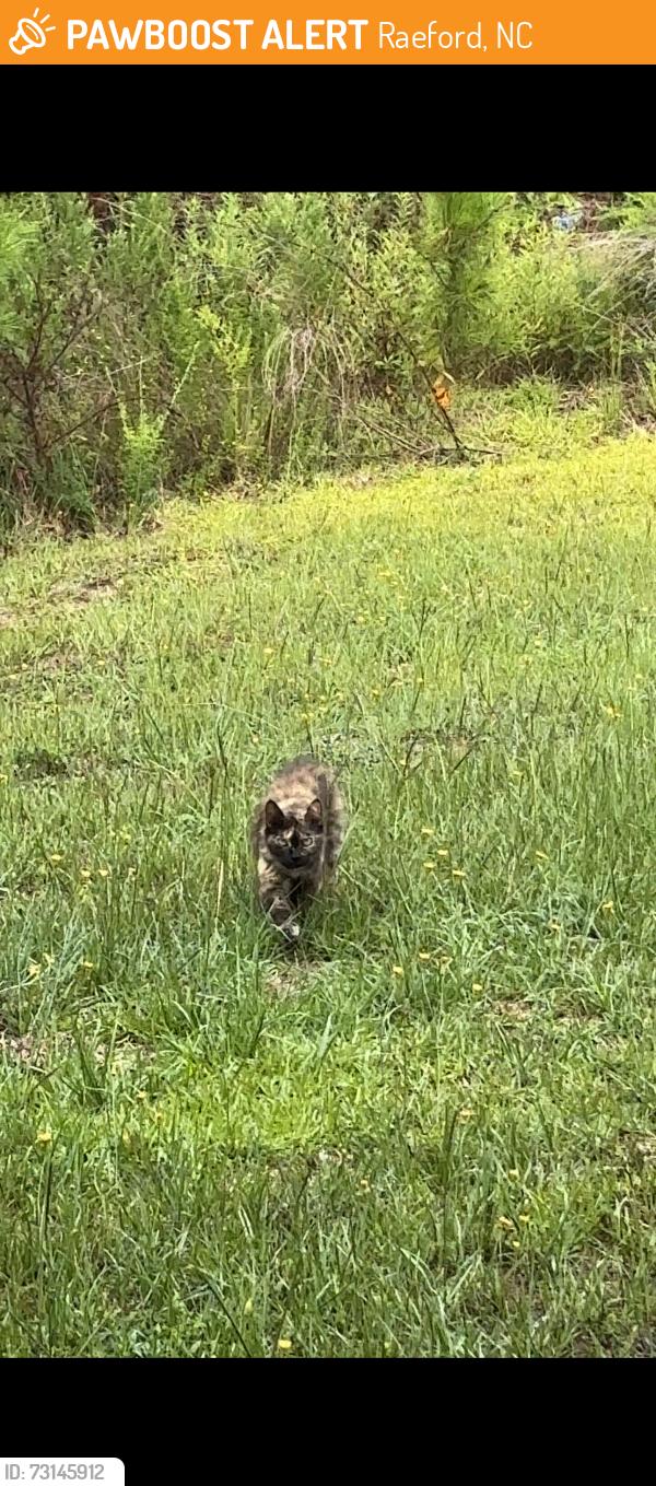 Found/Stray Unknown Cat last seen High Leaf Dr, Raeford, Raeford, NC 28376