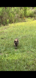 Found/Stray Unknown Cat last seen High Leaf Dr, Raeford, Raeford, NC 28376