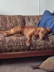 Reunited Female Dog last seen Roberts Rd & Ole Field Circle, Newport, NC 28570