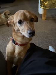 Lost Male Dog last seen Erie & menard, Chicago, IL 60644