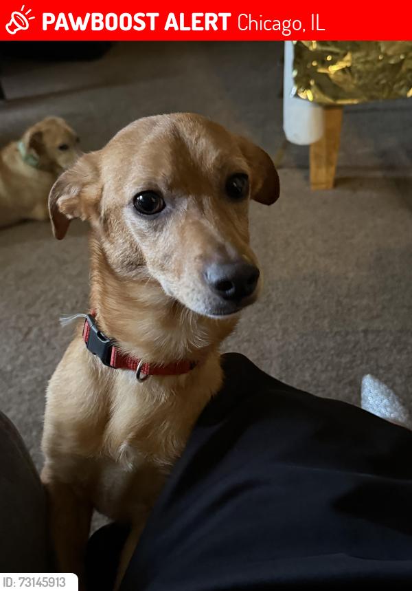 Lost Male Dog last seen Erie & menard, Chicago, IL 60644