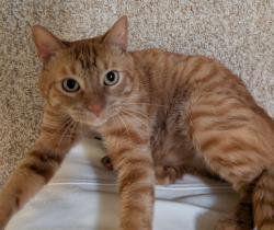 Reunited Male Cat last seen Del Valle Pkwy & Harvest Cir, Pleasanton, CA 94566