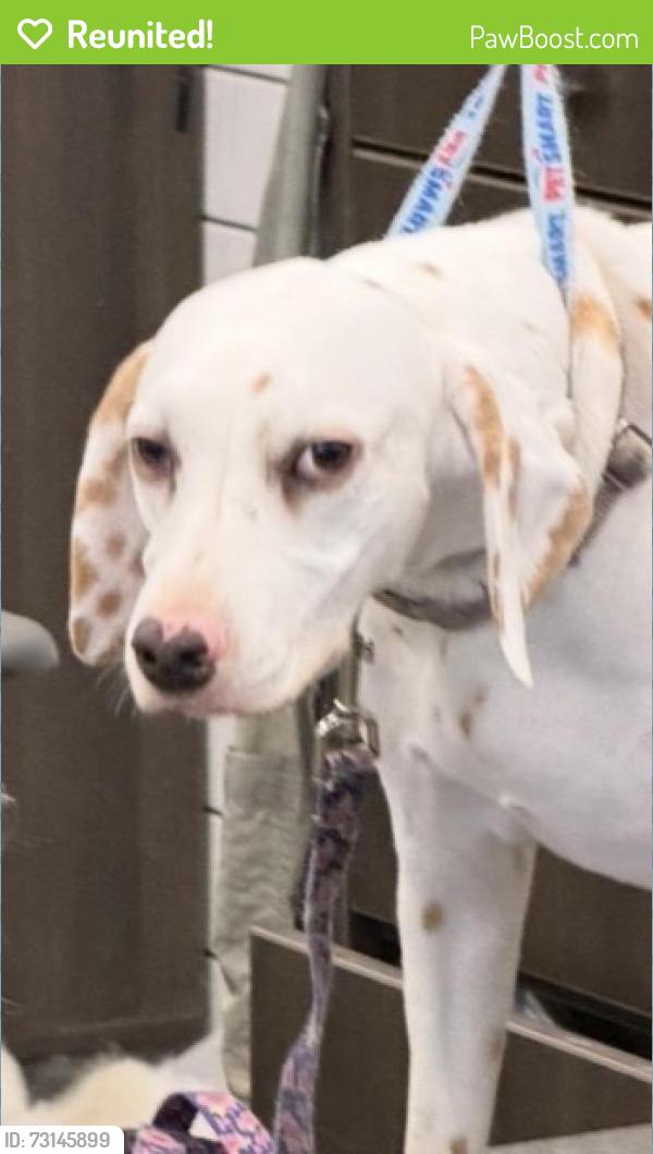 Reunited Female Dog last seen Near 39th Ave NW, Naples, FL 34120, USA, Naples, FL 34120