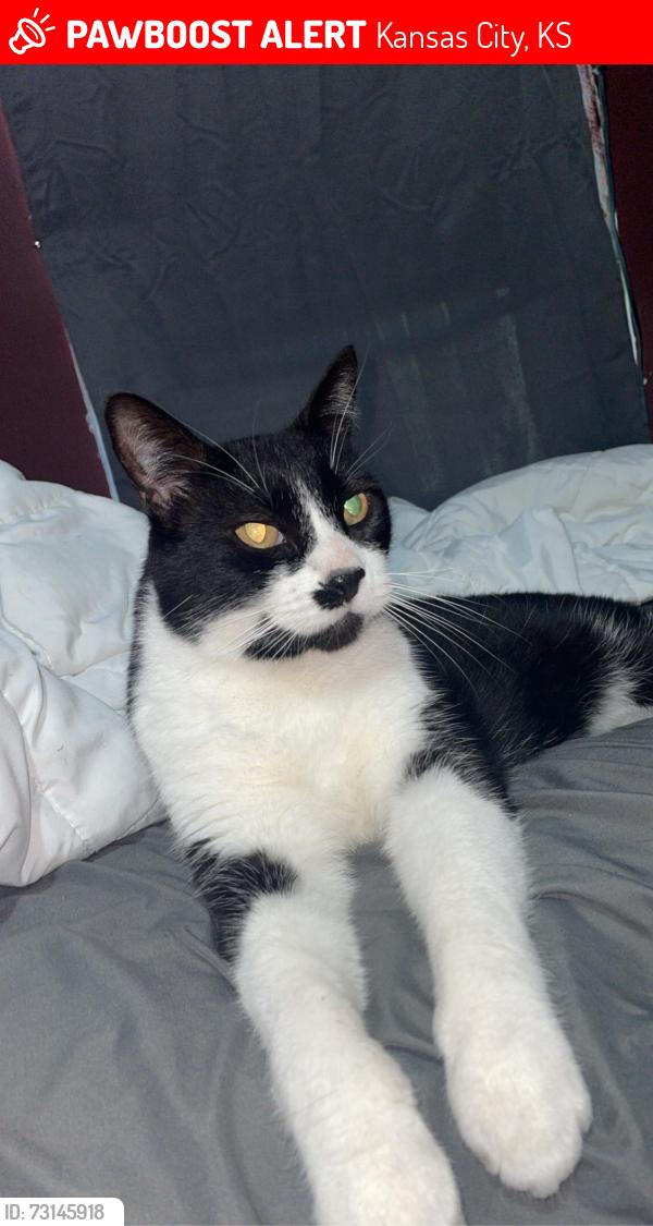 Lost Male Cat last seen Kc farm school, Kansas City, KS 66106