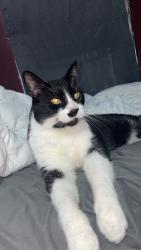 Lost Male Cat last seen Kc farm school, Kansas City, KS 66106