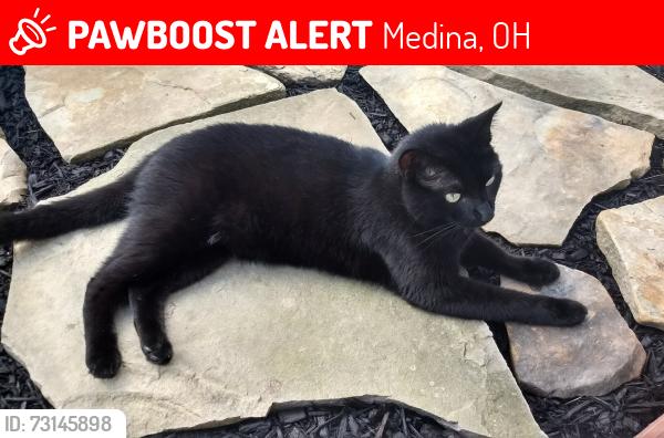 Lost Male Cat last seen stonegate dr. Near walmart, Medina, OH 44256