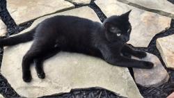 Lost Male Cat last seen stonegate dr. Near walmart, Medina, OH 44256