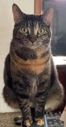 Lost Female Cat last seen SW 312 ST & SW 137 AVE, Homestead, FL 33033