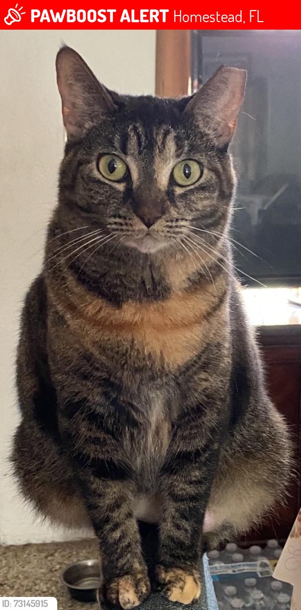 Lost Female Cat last seen SW 312 ST & SW 137 AVE, Homestead, FL 33033