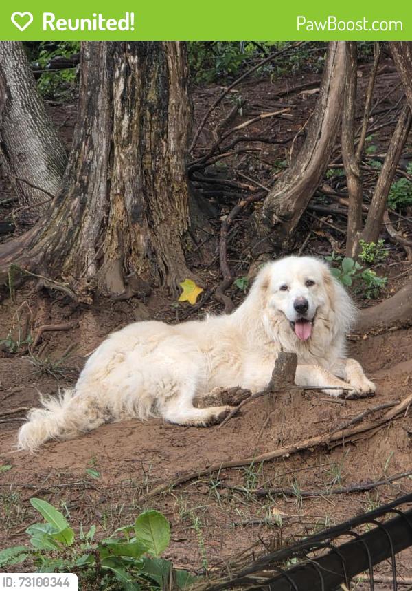 Reunited Male Dog last seen Bob Thompson Road/Montvale, Maryville, TN 37803