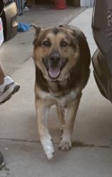 Reunited Female Dog last seen Park Ave and Curtis, Loma Linda, CA 92354