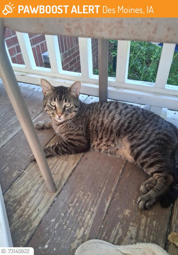 Found/Stray Male Cat last seen 28th and School st, Des Moines, IA 50311