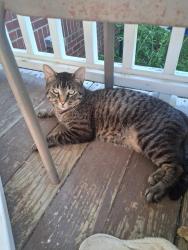 Found/Stray Male Cat last seen 28th and School st, Des Moines, IA 50311