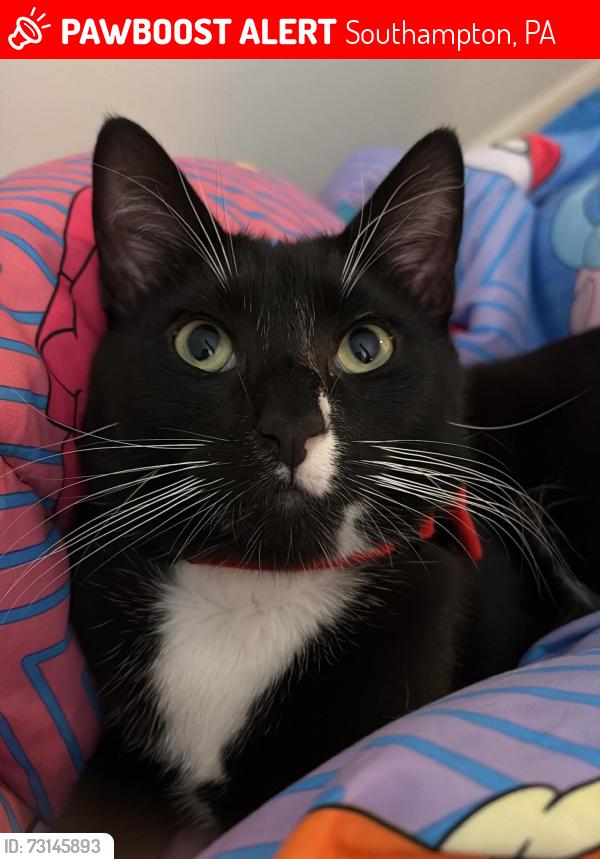 Lost Male Cat last seen Near McNelis road, Southampton, PA 18966