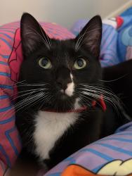 Lost Male Cat last seen Near McNelis road, Southampton, PA 18966