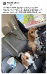 Lost Male Dog last seen Near hidden forest drive, Marion, NC 28752