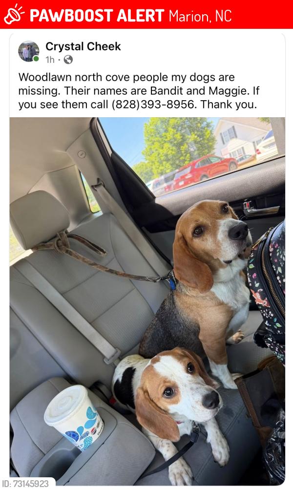 Lost Male Dog last seen Near hidden forest drive, Marion, NC 28752