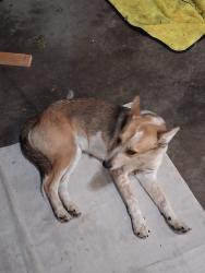 Reunited Female Dog last seen Near Rolling Fields Dr, Memphis, TN 38134, USA, Memphis, TN 38134