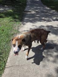 Reunited Female Dog last seen Near Ridgley, Flint, TX 75762