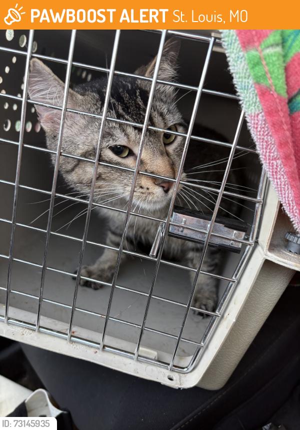 Found/Stray Male Cat last seen Gravois and S Spring Ace, St. Louis, MO 63116