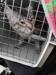 Found/Stray Male Cat last seen Gravois and S Spring Ace, St. Louis, MO 63116
