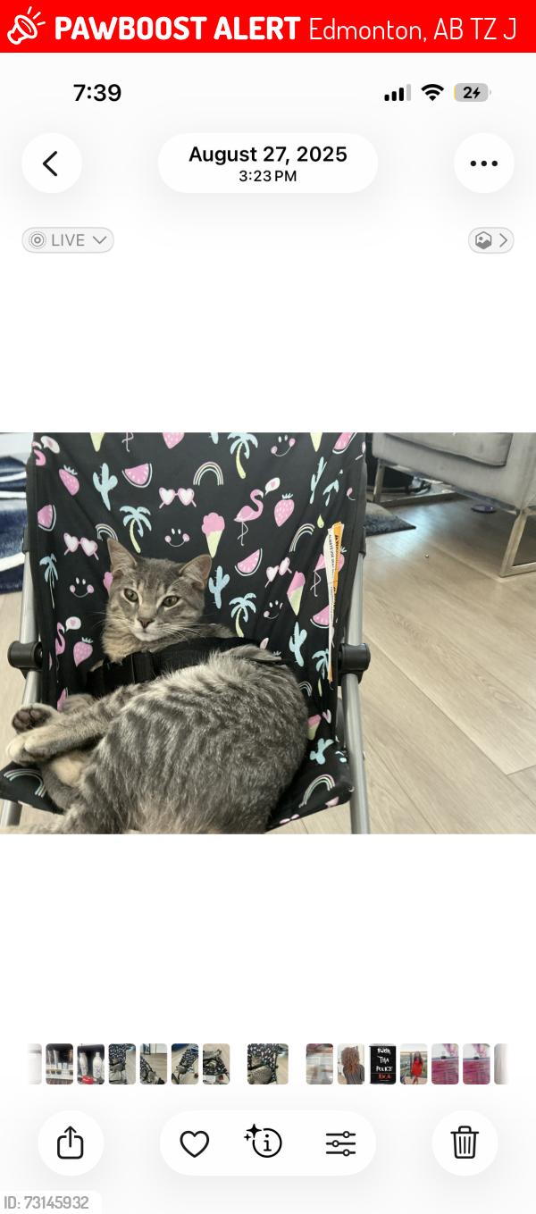 Lost Male Cat last seen Starbucks, Edmonton, AB T5Z 0J1