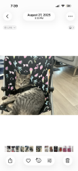 Lost Male Cat last seen Starbucks, Edmonton, AB T5Z 0J1