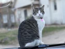 Lost Female Cat last seen Vine and Houston street in Tyler, Tx, Tyler, TX 75701