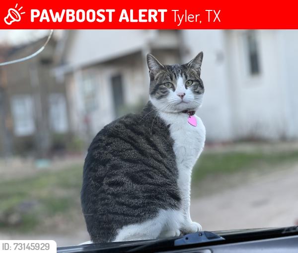 Lost Female Cat last seen Vine and Houston street in Tyler, Tx, Tyler, TX 75701